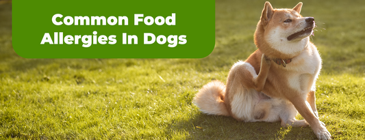 Common Food Allergies In Dogs