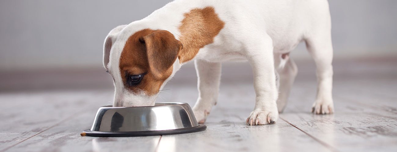 Nutrient Retention Issues with Commercial Dog Foods Why You