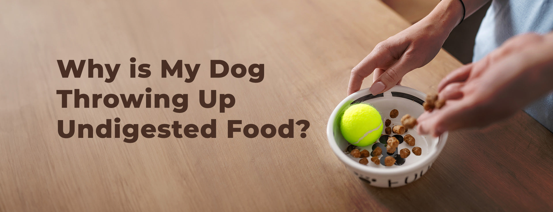 Dog throwing up hot sale undigested food help