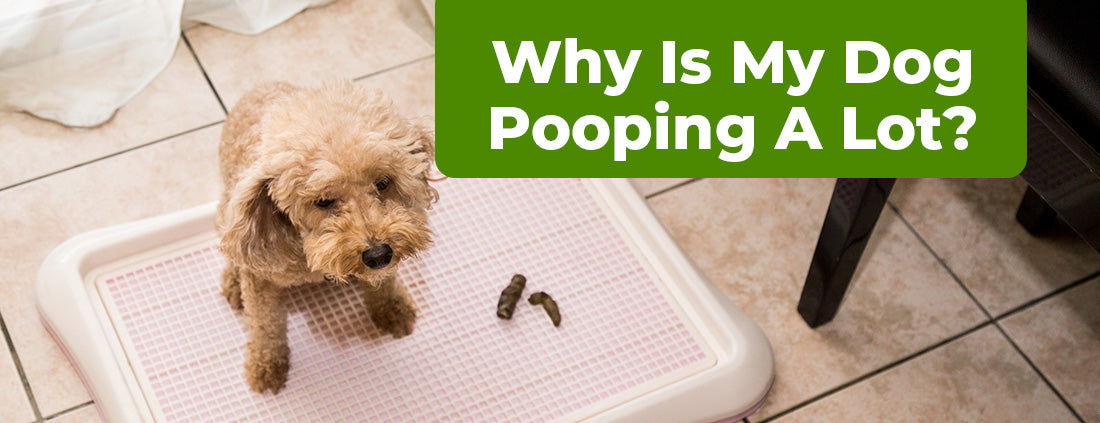 Why Is My Dog Pooping A Lot?