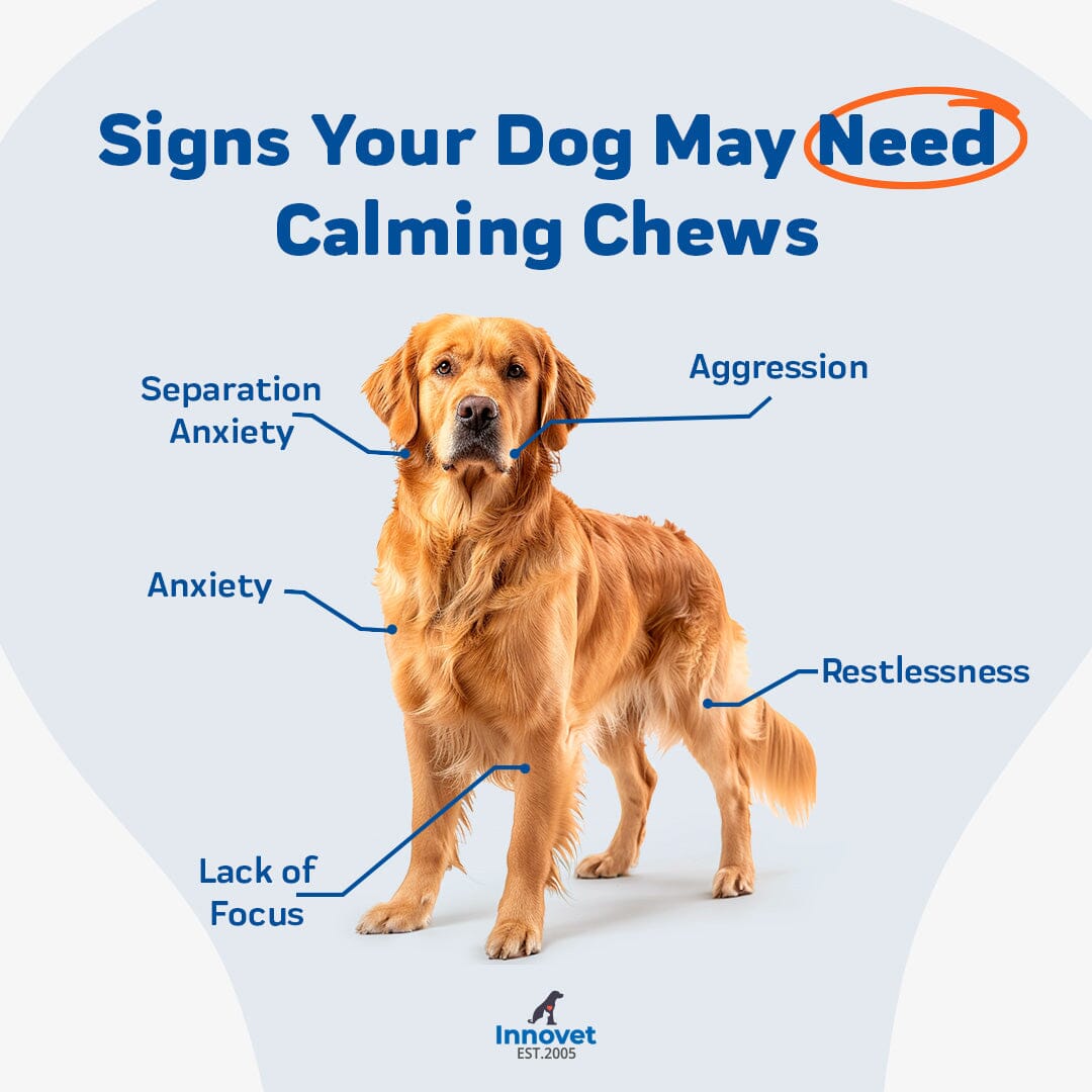 signs your dog may need calming chews