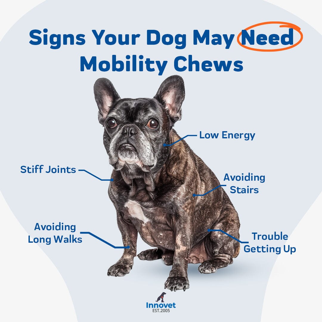 signs your dog may need mobility chews