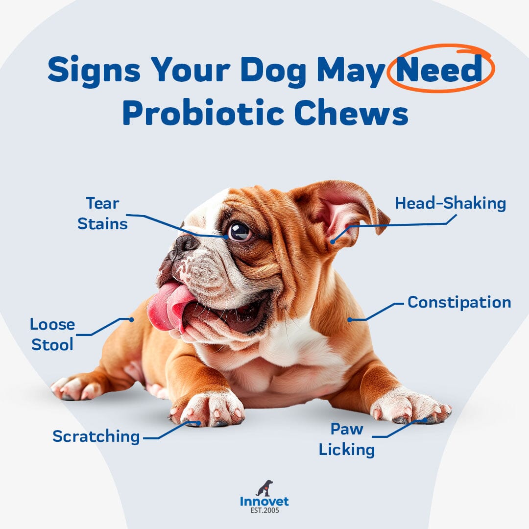 Signs your dog may need probiotic chews