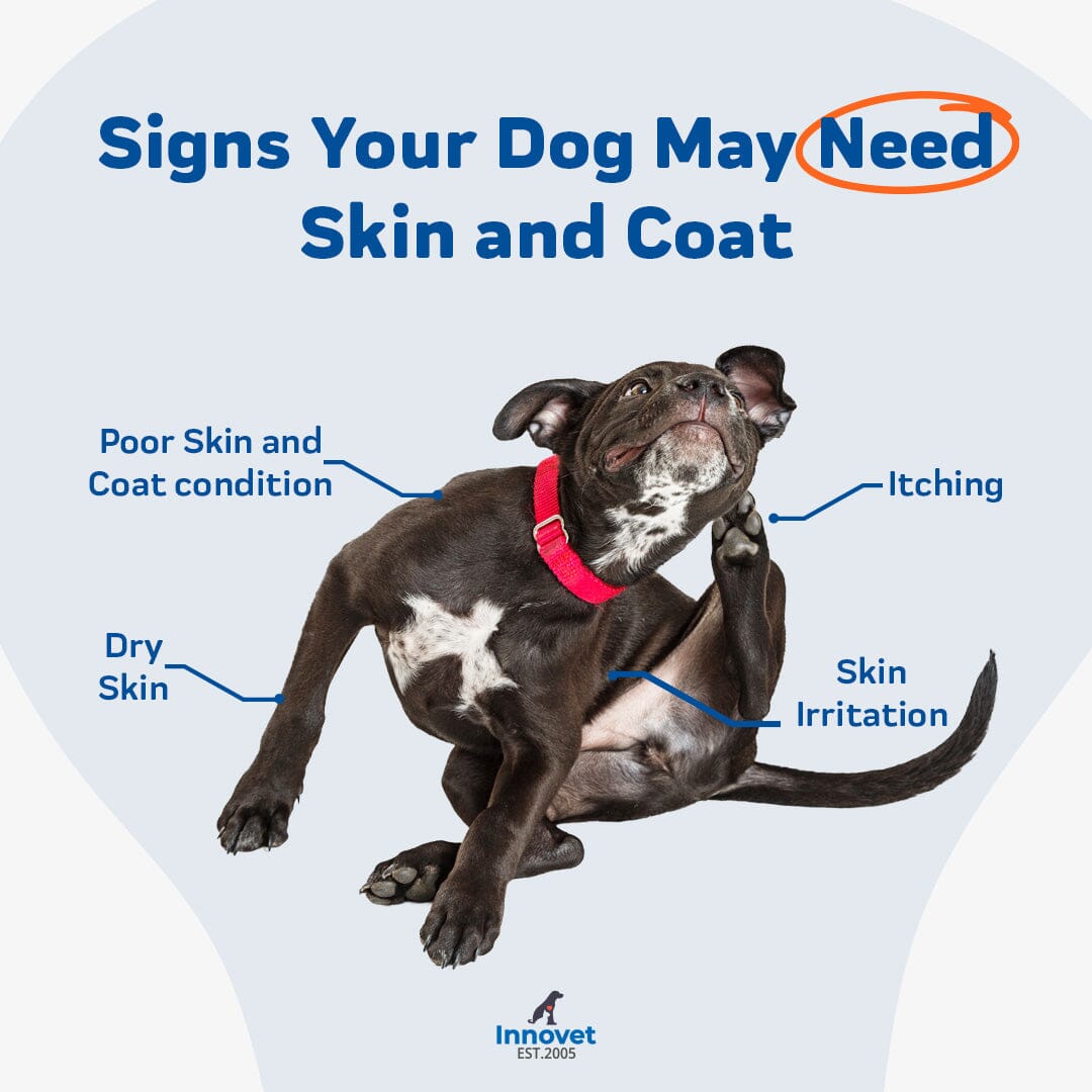 signs you dog may need skin & coat